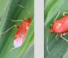 Deraeocoris ruber